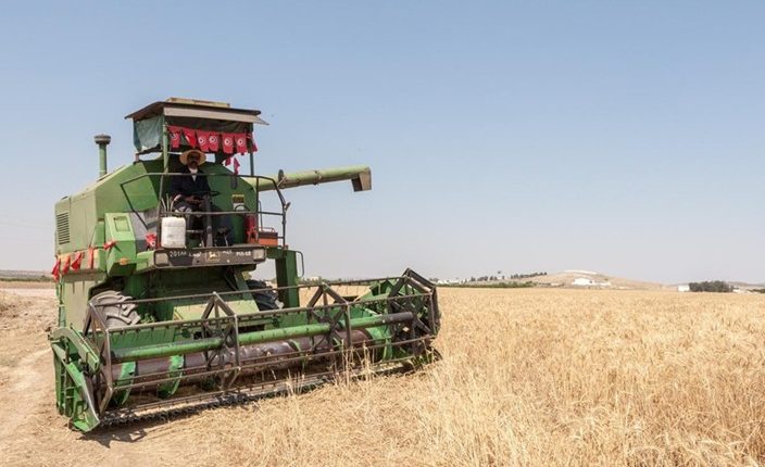 حصاد القمح بأحد الحقول